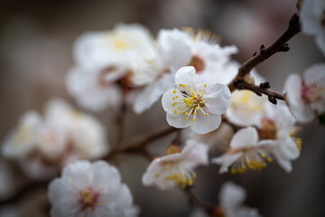 Blooming cherries in the garden. Tree branches with beautiful white flowers close up. Beautiful Spring in Yemen, Yemen planets
