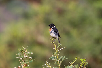 The African stonechat or common stonechat (Saxicola torquatus). yemen 