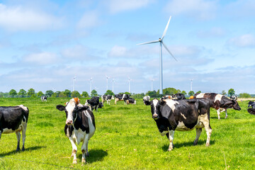 Kühe auf Wiese vor Windpark 