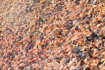 seashell beach