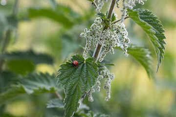Ladybird on the leaves of a flowering stinging nettle