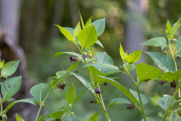 Flowers of the poisonous deadly nightshade