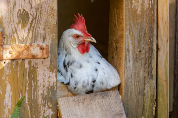A chicken sits at the door flap of the chicken coop © were