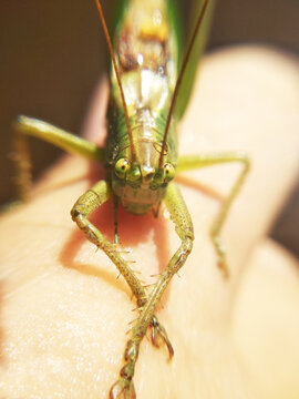 The green grasshopper was playing looking eye to eye