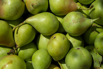 Peras reciendo recogidas del peral