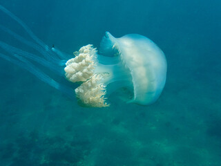 The barrel jellyfish. Rhizostoma luteum