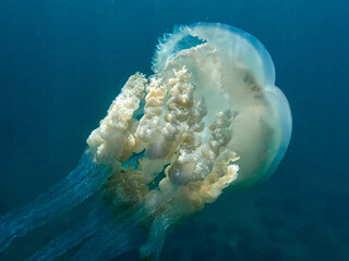 The barrel jellyfish. Rhizostoma luteum