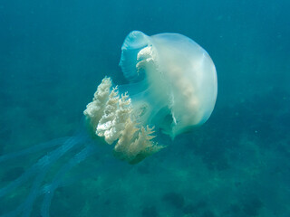 The barrel jellyfish. Rhizostoma luteum