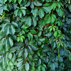 Natural green background: a wall covered with a young climbing plant.
  Green leaves, background, Planch Parthenocissus quinquefolia.