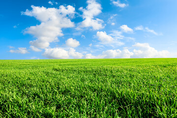Obraz premium Endless grassland and sky natural landscape in springtime in Asia