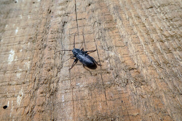 Blauvioletter Scheibenbock