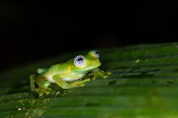 Nahaufnahme eines Geister Glasfroschs auf Planze