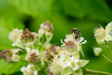 Black Ant on a Black Raspberry Bush, Close Up