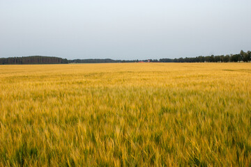 Golden wheat field on hot sunny day. High resolution photo.