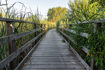 Fototapeta premium Wooden walkway to walk through wetlands surrounded by vegetation on a sunny morning.