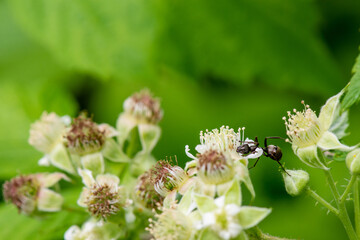 Black Ant on Black Raspberry Flowers