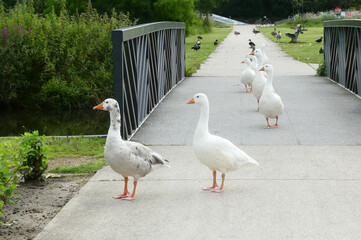 A group of geese are crossing a bridge. The bridge is part of a park and is meant for pedestrians