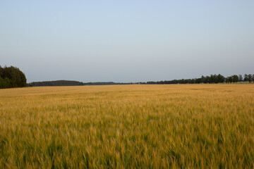Golden wheat field on hot sunny day. High resolution photo.