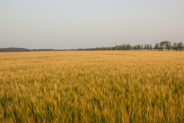 Golden wheat field on hot sunny day. High resolution photo.