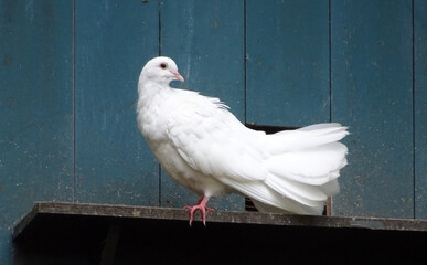 A white Fantail pigeon in front of a blue wooden wall