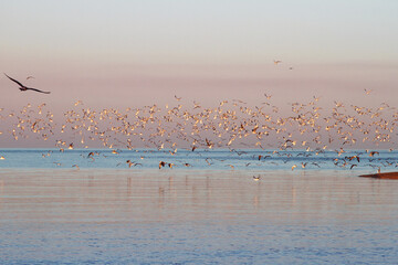 А flock of birds on the sea