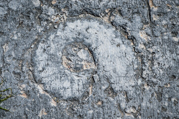 Trace of a fossil imprisoned in the rock of a sidewalk in Breonio, in Lessinia, near Verona in Italy