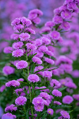 Close up purple Marguerite flowers blooming in the garden, purple flower field