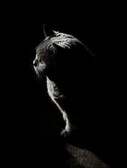 Cat on a black background with strong backlighting
