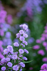Naklejka premium Close up purple Marguerite flowers blooming in the garden, purple flower field