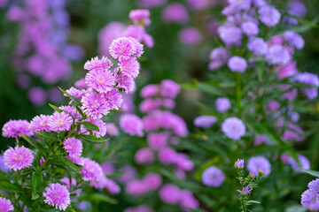 Close up purple Marguerite flowers blooming in the garden, purple flower field