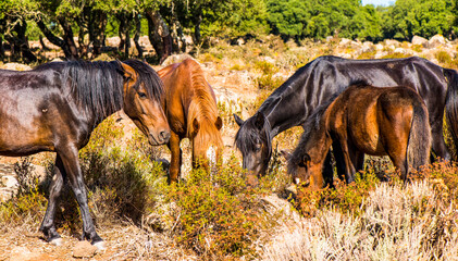 Giara di Gestori - Sardinien -Wildpferde