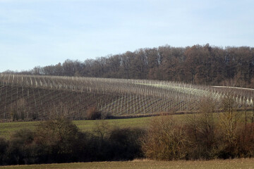 Weinberglage Oberschwarzacher Herrnberg im Herbst