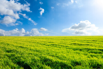 Naklejka premium Endless grassland and sky natural landscape in springtime in Asia