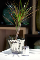 Decorative ceramic vase. Stylish Interior home design. Succulent and cactus plants in pot