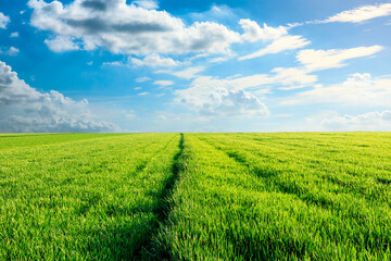 Endless grassland and sky natural landscape in springtime in Asia