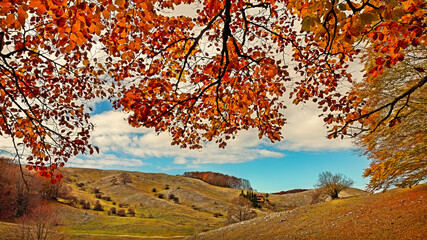 autumn mountain folliage and trees shot