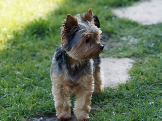 Portrait of a puppy Yorkshire Terrier with a dark coat