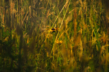 Flower Among Grass