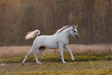 Fototapeta na wymiar Beautiful gray arabian horse running on summer background