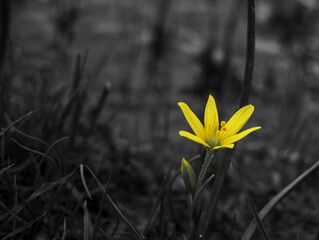 yellow flower in the grass