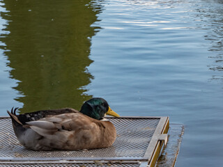 Lonely duck resting on a lake