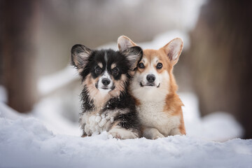Family portrait of two cute welsh corgi pembroke puppies sitting among in a deep snowdrift against...