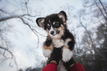 Close-up portrait of a female fluffy pembroke welsh corgi puppy sitting on raised arms against a background of blue sky and bare winter trees