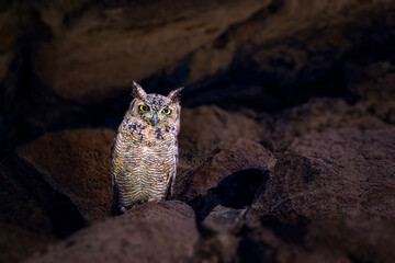 Owl standing on a rock in a cliff in search of prey to hunt. Yemen wildlife birds