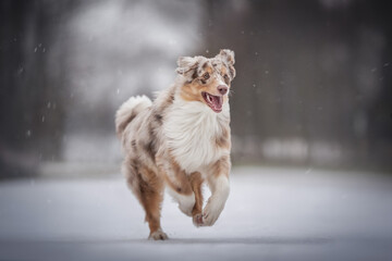Funny female marble australian shepherd running along a snow-covered path among the park against the backdrop of a winter landscape