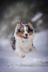 A speedy blue marbled Australian Shepherd dog with fluttering ears running through deep snowdrifts against the backdrop of a winter landscape