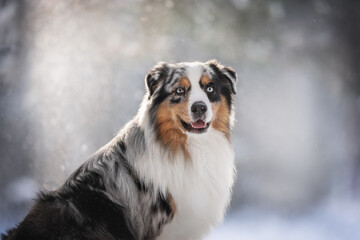 Close-up portrait of a blue marbled australian shepherd dog with an open mouth among falling snowflakes against the backdrop of a sunny winter landscape
