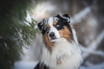 Close-up portrait of a blue marbled Australian Shepherd sitting among fluffy Christmas trees against the backdrop of a winter sunset landscape