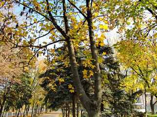 Yellow leaves on trees. Autumn