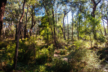 Lilydale to Warburton Rail Trail in Australia